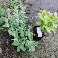 クリスマスローズ,パイナップルセージ,パイナップルミントの画像