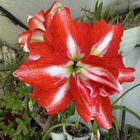 アマリリス,温室,+安曇野の画像