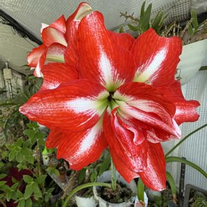 アマリリス,温室,+安曇野の画像