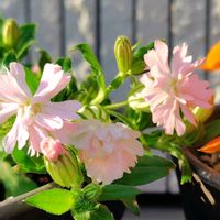 シレネ,ボケ,金曜日の蕾たちの画像