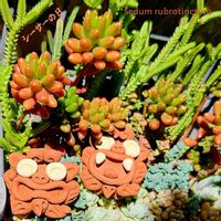 サボテン,乙女心,虹の玉,紅稚児,姫秀麗の画像