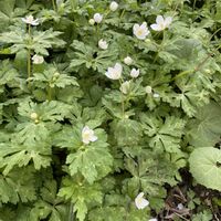 アズマイチゲ,ニリンソウ,クロモジの花,春の訪れの画像