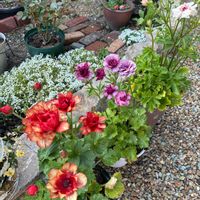 スイセン,チューリップ,ムスカリ,ムスカリ,スイートアリッサム の画像