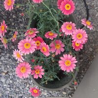 かわいい,お庭,ミツバチ,春到来！,庭の画像