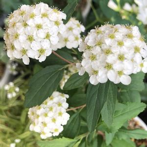 コデマリ,ベランダガーデニング,ベランダの画像