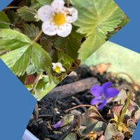 ストレリチア,ワイルドストロベリー,黒葉スミレ,フィカス,デッキアの画像