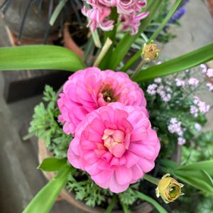 ヒヤシンス,ラナンキュラス,ピンク,マンション,ベランダの画像