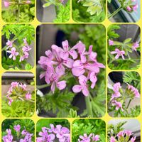 ローズゼラニウムの画像