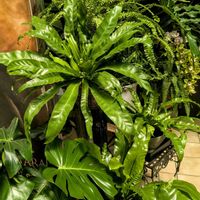 モンステラ,アスプレニウム,観葉植物,熱帯植物,植物のある暮らしの画像