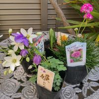 アルメリア,姫オダマキ,ユリ　ゆり,クレマチス  天使のすず。,ミッチの会の画像