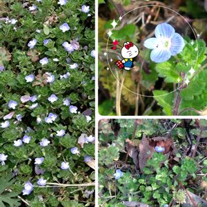 オオイヌノフグリ,雑草,空き地,可愛い花,薄紫の花の画像