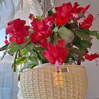 デンマークカクタスの画像