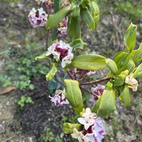 沈丁花,ナチュラルガーデン,春の庭の画像
