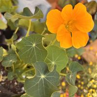 キンレンカ,花のある暮らし,緑のある暮らし,オレンジの花,庭の画像