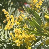 アセビ,チューリップ,ミモザ,かんしろぎく(ノースポール),お買い物の画像