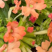 バーベナの画像