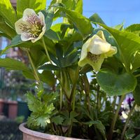 クリスマスローズ,チューリップ,ノースポール,春のお花,普通のお花たちの画像