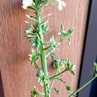 大根,大根,玄関内側の画像