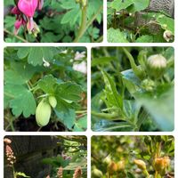 シラユキゲシ,モッコウバラ,ヒューケレラ フレッシュグリーン,都忘れ(ミヤコワスレ),今日の庭からの画像