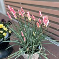 チューリップ,原種チューリップ　レディジェーン,ガーデニング,原種系チューリップ,原種系チューリップ クルシアナステラータの画像