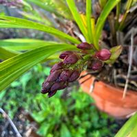 シンビジウムの画像