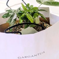 パキラ,誕生日プレゼントの画像