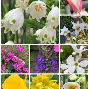 水仙,キュンキュン乙女倶楽部,うどん県人会,キュンキュン乙女倶楽部No.192,我が家のお花達❣️の画像