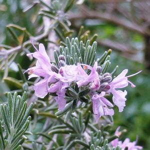 お目覚め,ハーブのある暮らし,ネコと植物,ねこと緑のある暮らし,幸せな時間の画像