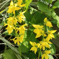 エビネ,クリスマスローズ,キエビネ,ガーデニング,山野草の画像