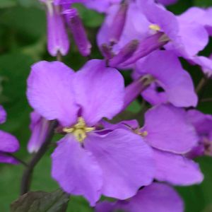 アジュガ,ムラサキハナナ,ベランダガーデニング,春爛漫！,西洋十二単の画像