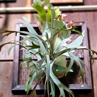 ビカクシダ,月光爪哇,観葉植物,着生植物,熱帯植物の画像