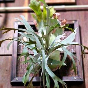 ビカクシダ,月光爪哇,観葉植物,着生植物,熱帯植物の画像