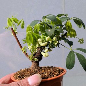 五葉アケビ,盆栽,ミニ盆栽,盆栽苗木,まめ盆栽の画像