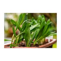 ギョウジャニンニク,行者ニンニク,プランター,多年草,ユリ科の画像