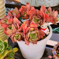 シャクヤク,ルエラ,はなにら,多肉植物,植物のある暮らしの画像