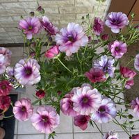 クレマチス,ヒューケラ,ラナンキュラスラックス ティーバ,玄関アプローチ,庭の画像