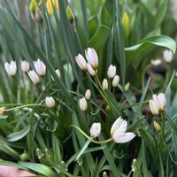 チューリップ,原種系チューリップ ヒルデ,ガーデニング,原種系チューリップの画像