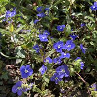 ベロニカ・オックスフォードブルー,ガーデニング,青い花,小さな庭の画像