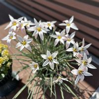 チューリップ,原種チューリップ　レディジェーン,ガーデニング,原種系チューリップ,レディジェーンの画像