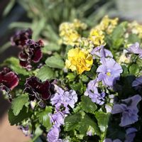 パンジー,ビオラ,ガーデニング,ビオラ・パンジー,庭人ブリーダーズコレクションの画像