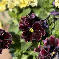 パンジー,ビオラ,ガーデニング,ビオラ・パンジー,庭人ブリーダーズコレクションの画像