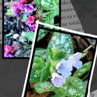 プルモナリア,ムラサキ科,山野草,野草,里山続きの庭の画像