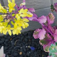 ハボタン,ハボタンの画像