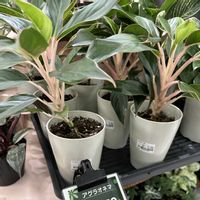アグラオネマ,ピンク,ホームセンター,珍奇植物,植物のある暮らしの画像