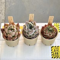 エケベリア,ミソ苗,フラリシングフラワーズ,多肉植物,エケベリア属の画像