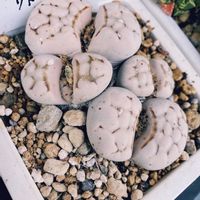 リトープス,多肉植物,植物のある暮らし,多肉植物のある暮らしの画像