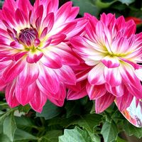 ダリア,ダリア,綺麗な色の画像