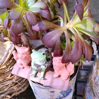 ヒヤシンス,ミセバヤ,黒法師,ガーデンシクラメン,多肉植物いろいろの画像