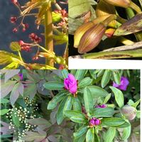 シジミバナ,シジミバナ,ツツジ,ボタン,ボタンの画像