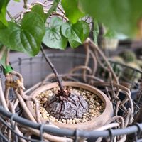 亀甲竜,Sachiの亀甲竜,ベランダの画像